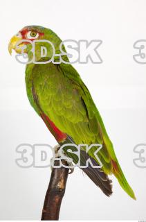 Amazon white-fronted - Amazona albifrons 0011